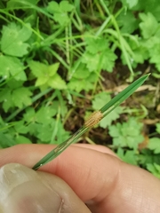 Subcoccinella vigintiquatuorpunctata