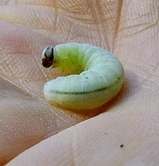 Erynnis icelus