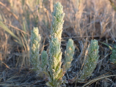 Chloropyron palmatum