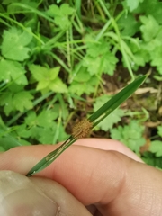 Subcoccinella vigintiquatuorpunctata