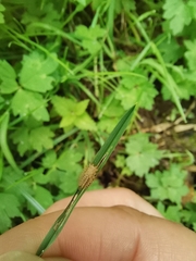 Subcoccinella vigintiquatuorpunctata