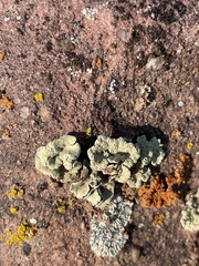 Protoparmeliopsis peltata