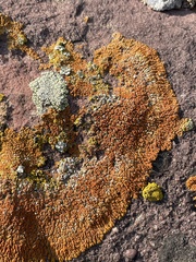 Xanthomendoza trachyphylla