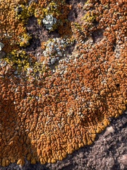 Xanthomendoza trachyphylla