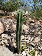 Stenocereus laevigatus