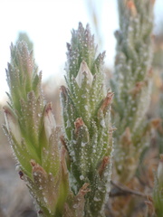 Chloropyron palmatum