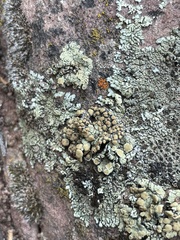 Protoparmeliopsis peltata