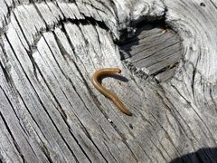 Aniulus