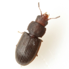 Lathropus robustulus