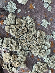 Protoparmeliopsis peltata