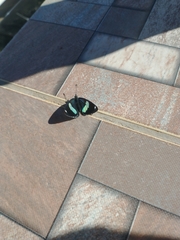 Diaethria eluina