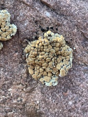 Protoparmeliopsis peltata