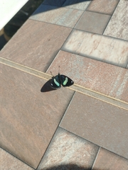 Diaethria eluina