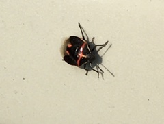 Cosmopepla lintneriana