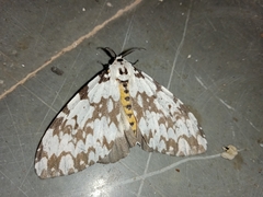 Lymantria marginata