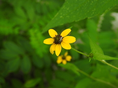 Zadontomerus