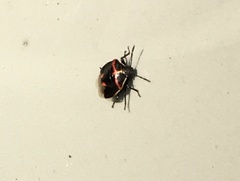 Cosmopepla lintneriana