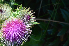 Cirsium edule