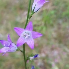 Campanula rapunculus