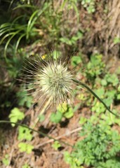 Pulsatilla albana