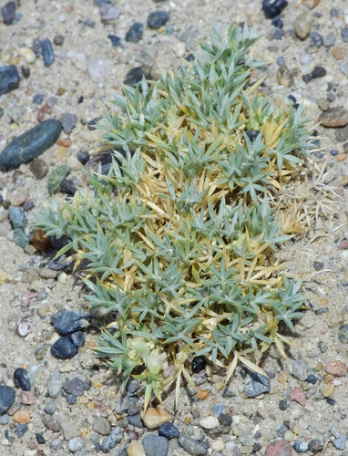 Astragalus kentrophyta var. ungulatus
