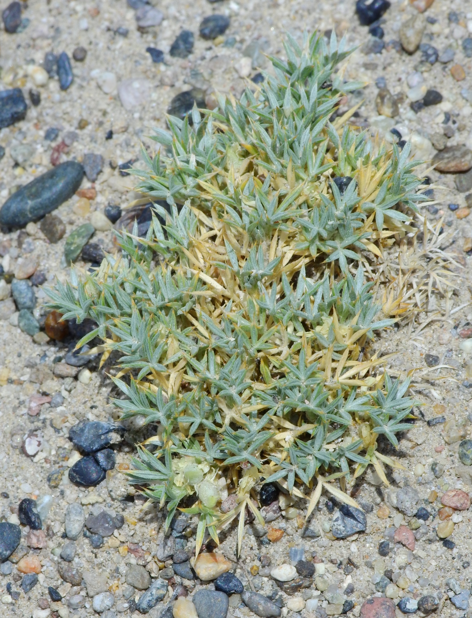Astragalus kentrophyta var. ungulatus