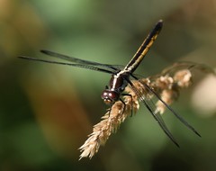 Libellula flavida