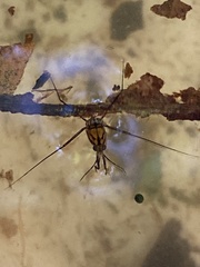 Trepobates pictus