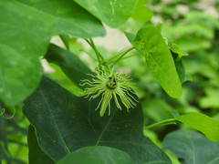 Protandrena passiflorae