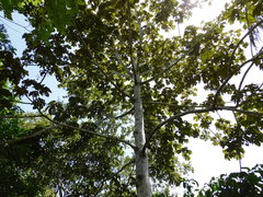 Sterculia apetala