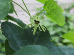 Protandrena passiflorae