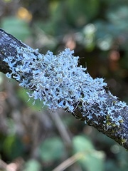 Physcia tenella