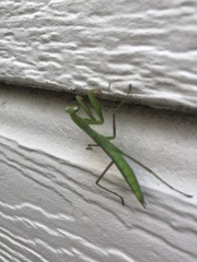 Mantis religiosa