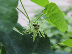 Protandrena passiflorae