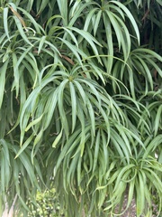 Podocarpus henkelii