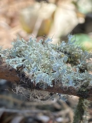 Physcia tenella