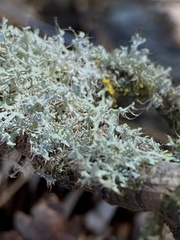 Physcia tenella
