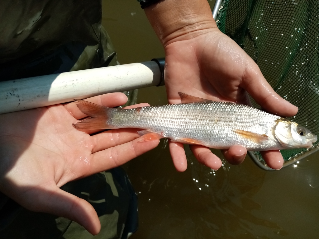 Vardar nase (Chondrostoma vardarense) — Cyprinidae