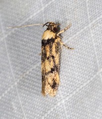 Sphyrelata nefanda