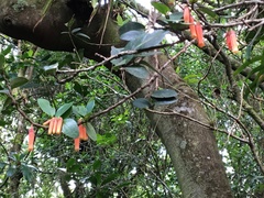 Macleania