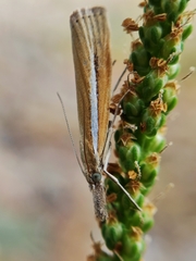 Agriphila selasella