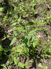Lithospermum latifolium
