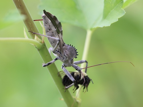 Wheel bug
