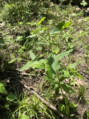 Lithospermum latifolium
