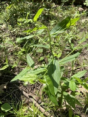 Lithospermum latifolium