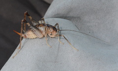 Ceuthophilus maculatus