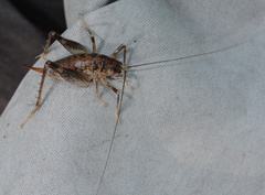 Ceuthophilus maculatus