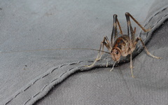 Ceuthophilus maculatus