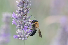 Megachile sculpturalis