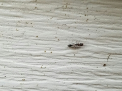 Pseudomyrmex ejectus